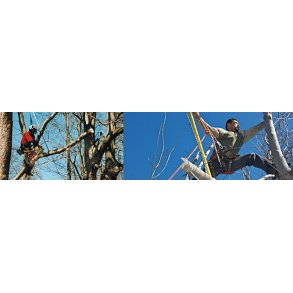 Arborist